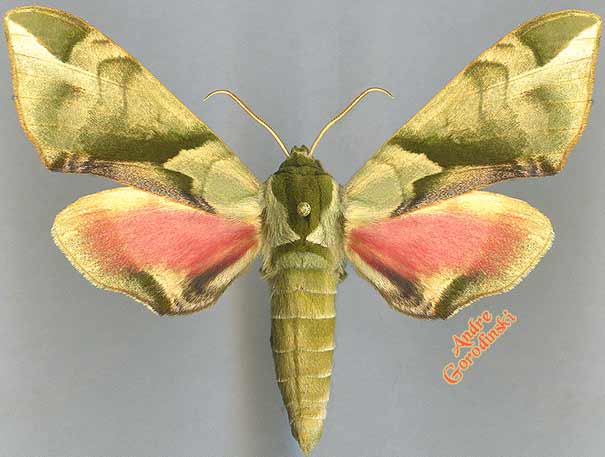 http://www.gorodinski.ru/sphingidae/Callambulyx tatarinov 2i.jpg